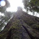 Redwoods Avenue of the Giants