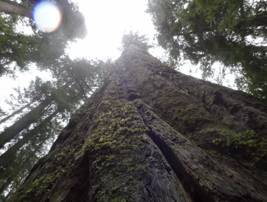 Redwoods of Hwy 101