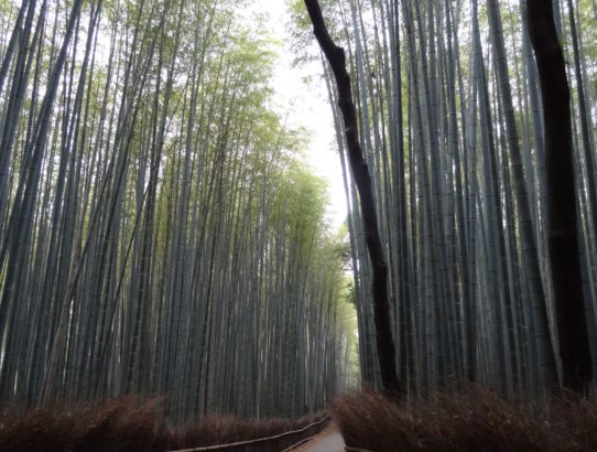 Field of Torii's & Bamboo: Kyoto